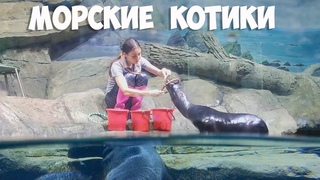 Кормление морских котиков, океанариум, Владивосток.