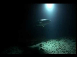 Paul Rose diving with a Six Gill Shark
