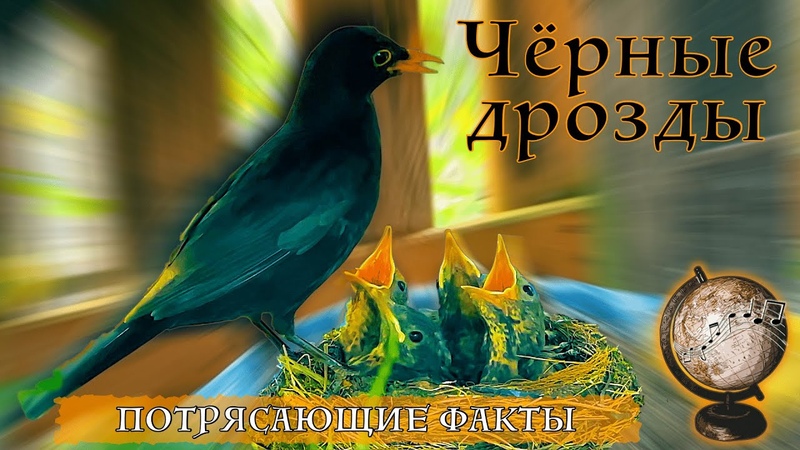 Чёрные дрозды: потрясающие факты из жизни птиц Гнездо, курс