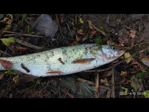 FAMILY FISHING, 69, Три собрата