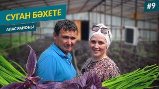 Суган бәхете. Апас районы Дәвеш авылы.
