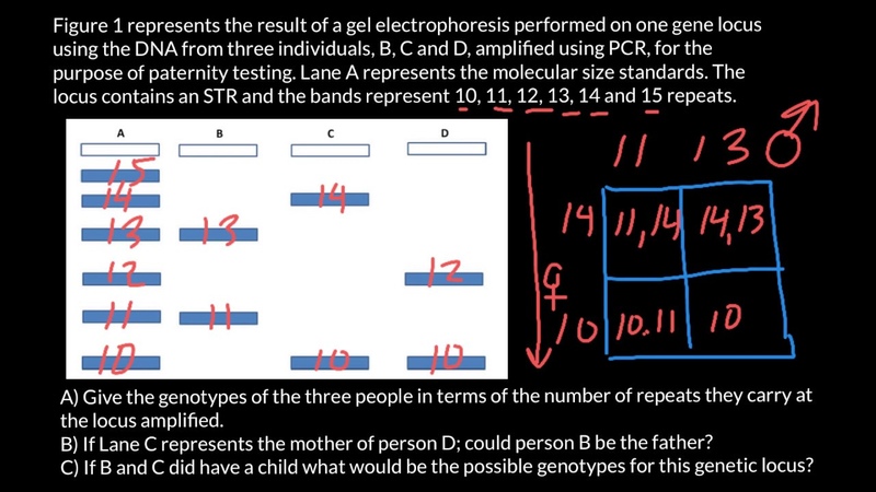 Simple Paternity Testing Problem and