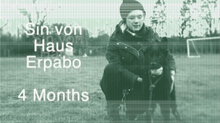 Sin von Haus Erpabo 4 Months Schutzhund Puppy Training