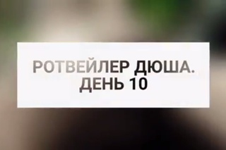 РОТВЕЙЛЕР ДЮША.ДЕНЬ10