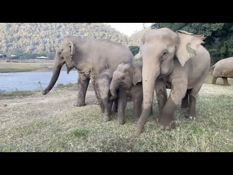 Fist time a big herd walking into the jungle Ele