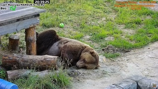 Подстриженный животик