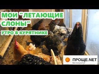 Мои летающие слоны, или Как проходит у нас утренняя кормёжка.