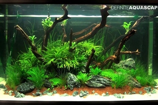 The Art of the Planted Aquarium 2015 - EHEIM (XL) category, part 3