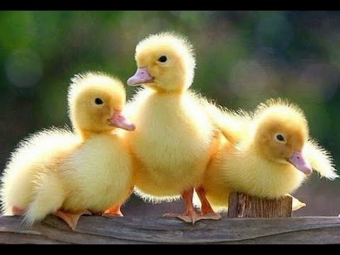 ХуДоЖнИкИ, Рисуем вместе гуашью, Утята, Наталья