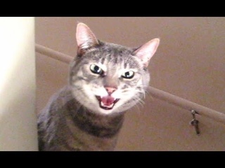 Missy Is Upset, Meowing Non-Stop