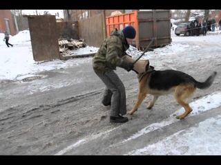 г. Виктор и вео Верный Друг Церон