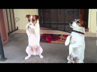 Uggie and Dash