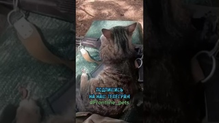 Пушистый стрелок на позиции, котик прикрывает наших парней 😼🇷🇺 #Shorts @Frontline_pets