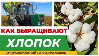 КАК ВЫРАЩИВАЮТ ХЛОПОК! #хлопок #уборкахлопка #бизнес