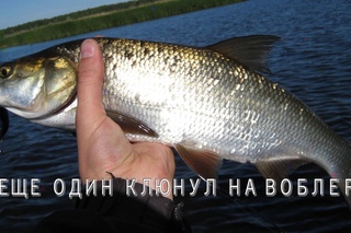 Ловля жереха и окуней