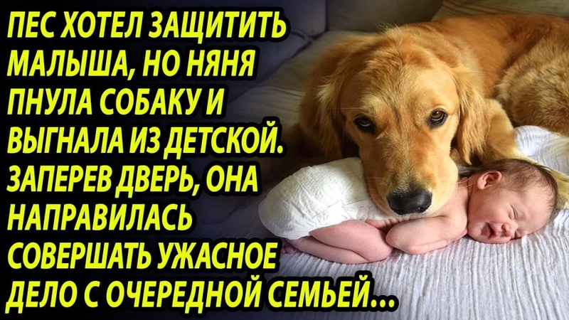 Пёс постоянно лаял на няню и хозяйка прикрепила камеру.