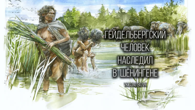 Homo
