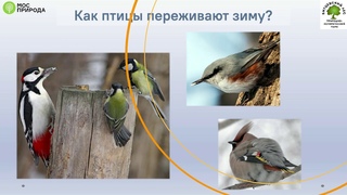 Лекция Зимняя подкормка птиц