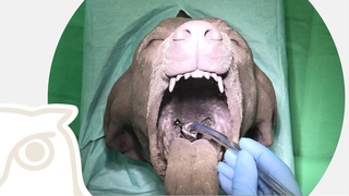 Интубация собак и кошек / Intubation of Dogs and Cats
