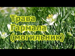 Могильник-трава Гармала обыкновенная - лечебные свойства растения, рецепт настойки, применение.