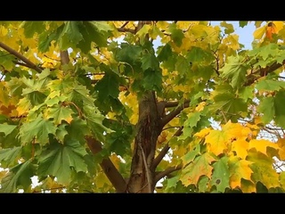 🍁🎵МУЗЫКА П. Ружицкого “Влюблённый саксофон“ // УДИВИТЕЛЬНАЯ ЗОЛОТАЯ ОСЕНЬ