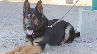 Немецкие Овчарки клуба КАСКАД. Раздел Защита. Working German Shepherds. Protection.