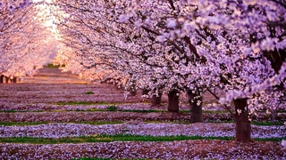 WONDERFUL THERAPEUTIC MUSIC FOR STRESS RELIEF - ERNESTO CORTAZAR