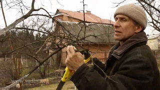 Слива с поникшими ветвями: обрезка. Урок 17 видеокурса Обрезка плодовых деревьев