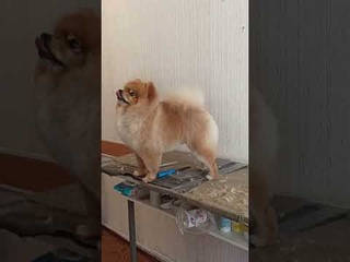 Spitz Teddy got a haircut for spring! / Шпиц Тедди подстригся на весну!