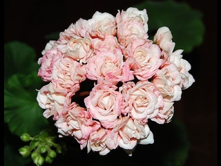 Denise пеларгония.