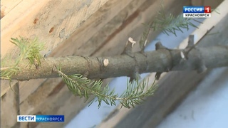 В Красноярске впервые открыли пункты сбора новогодних ёлок для утилизации