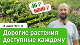 Малоуходный питомник растений - Выгодно и эффективно. Денис Сафронов  #СадыМечты #СадовыйЭксперт