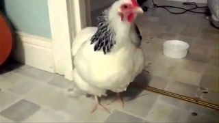 Курица чихнула \ Chicken sneezed (Видео из +100500)