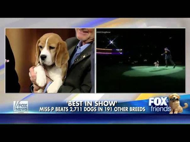 Miss P wins 139th Westminster Best in