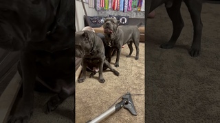 Ох и огребет он скоро #tttt #cane #canecorso #канекорсо #canecorsoitaliano #канекорсоитальяно