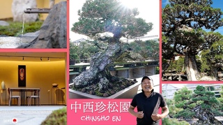 創業130年！お洒落な盆栽園に行ってきましたin高松【盆栽Q】