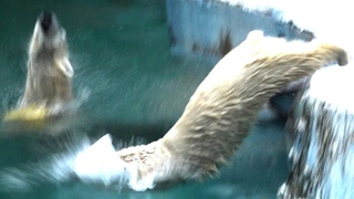雨の日は動きが活発💗シロクマの母娘【天王寺動物園】