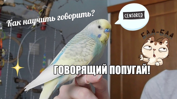 ГОВОРЯЩИЙ ПОПУГАЙ, КАК НАУЧИТЬ ПОПУГАЯ РАЗГОВАРИВАТЬ,