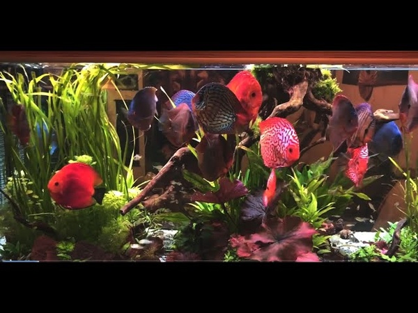 Gorgeous Discus Tank by Nathalie