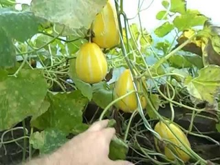 Корейская Ранняя Холодостойкая Мини Дыня Chamoe (참외) растёт в Подмосковье