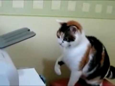 Video Divertenti Il gatto e la