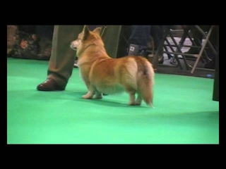 Crufts - 2016 - Junior Bitch PWC