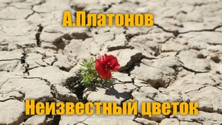 А.Платонов Неизвестный цветок