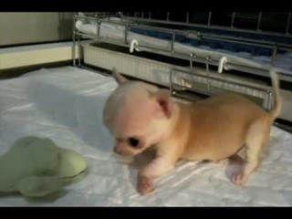 Cutest Big Apple Head Chihuahua