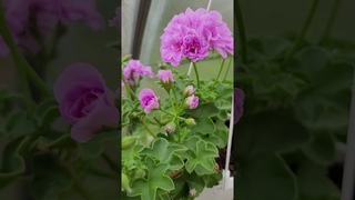 плющелистные пеларгонии