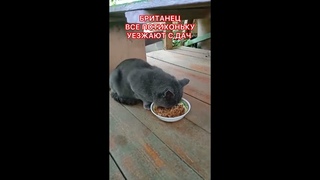 Породистый кот брошен в садоводстве