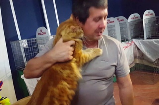 ВЫСТАВКА КОШЕК КОТ ЧЕМПИОН МИРА