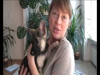 Помощь бездомным животным Харькова