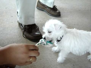 Westie puppy's first day home