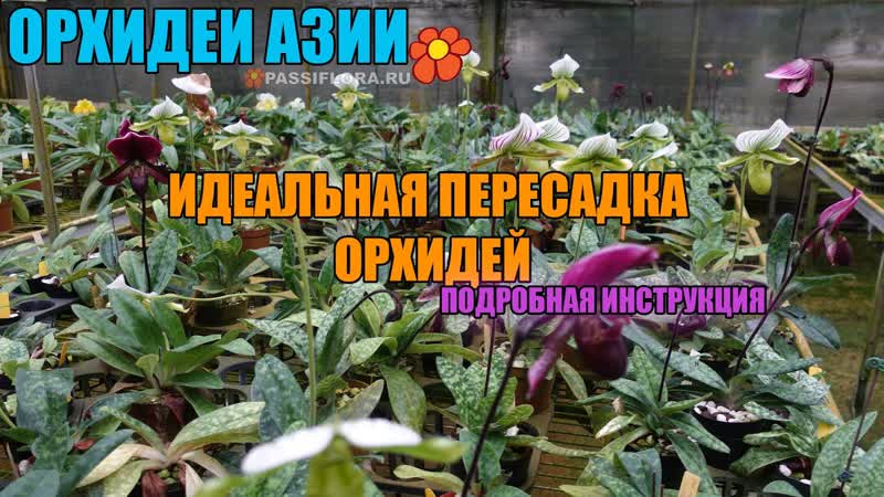ОРХИДЕЯ В КОРЕ САМЫЙ БЫСТРЫЙ СПОСОБ